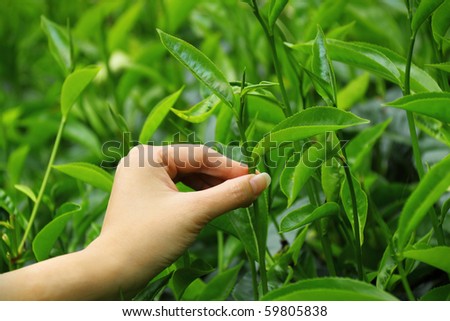 hand pick tea leaf