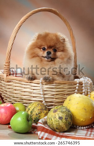dog with toys. Pomeranian spitz in a basket. red furry coat. loyal dog look. Awards dog exhibitions