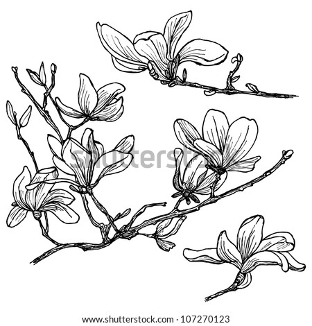 Hand-Drawn Magnolia Flower Set In Vector - 107270123 : Shutterstock