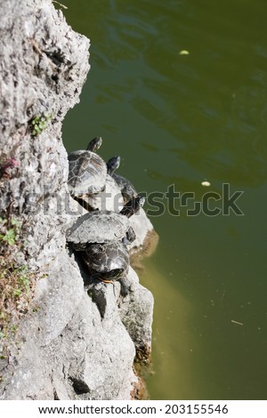 cute turtles in the pond in the park