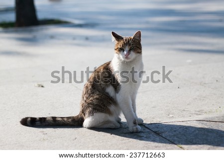 homeless cat pleased Turkish