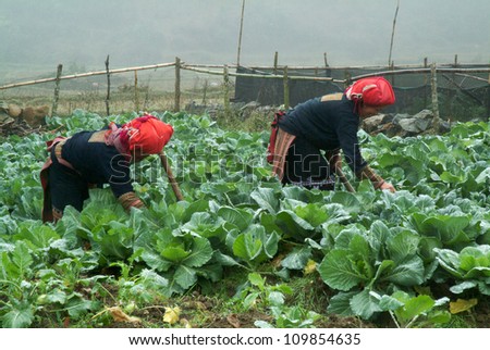 SAPA, VIETNAM -AUG 29: Unidentified women from the Red Dao Ethnic Minority People working in field on August 29,2011 in Sapa, Vietnam. Red Dao Minority are the 9th largest ethnic group in Vietnam .