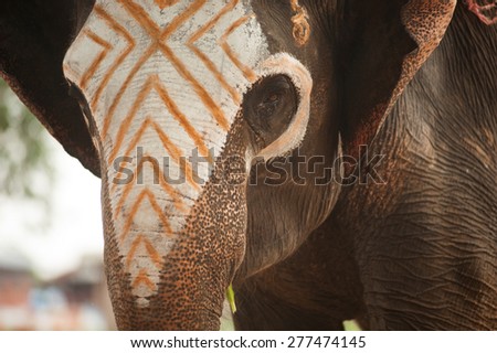 Asian Elephant face have been writing colors.