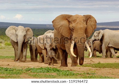 An elephant herd, led by a Magnificent \'Tusker\' bull at a waterhole in the Addo Elephant National Park.