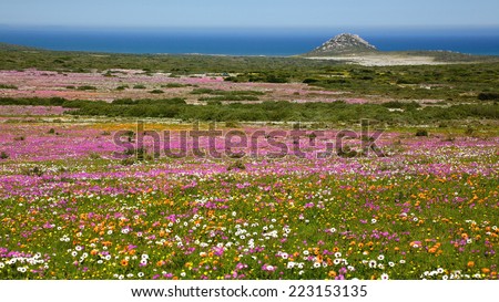 A profusion of wildflowers growing in the West Coast National Park, near Langebaan in the Western Cape, South Africa.