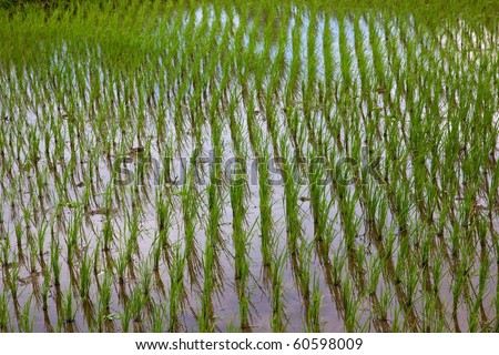 Rice growing in a paddy in the Central Highlands of the island of Bali, Indonesia.