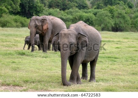 Sri Lankan elephant (the largest of four subspecies of the Asian elephant) in the Minneriya National Park, Sri Lanka.