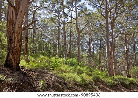Indigenous forest in the Leeuwin-Naturaliste National Park, near the town of Margaret River, Western Australia.