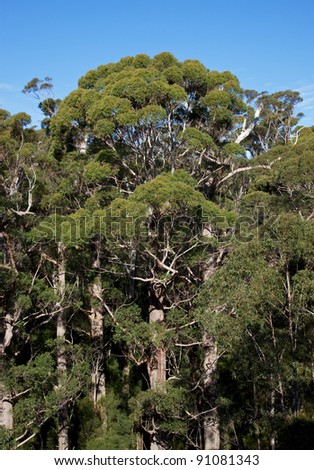 Tingle Forest in the Valley of the Giants in the Walpole-Nornalup National Park, near Walpole, Western Australia
