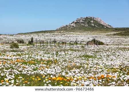 A profusion of wildflowers growing in the West Coast National Park, near Langebaan in the Western Cape, South Africa.