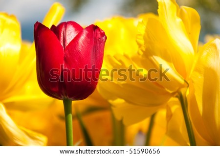 Red and Yellow flowering tulips growing in spring and surrounded by yellow flowers.
