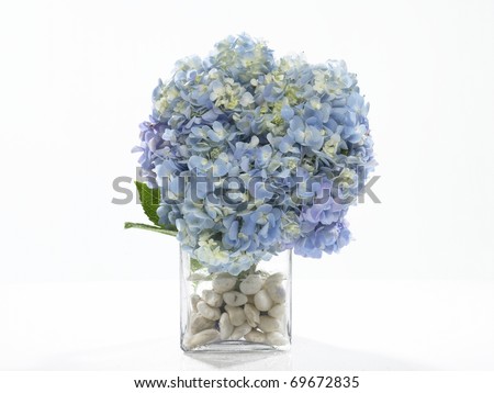 Hydrangea in a vase with white rock.