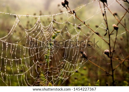 Cobwebs Dew