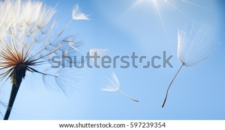 Similar – Image, Stock Photo Close up of dandelion fluff