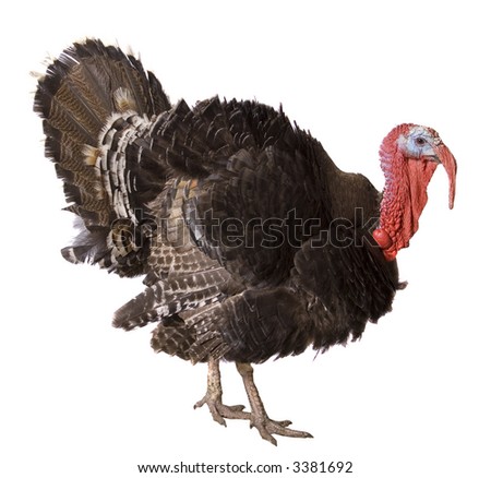 stock-photo-turkey-cock-isolate-on-white-3381692.jpg