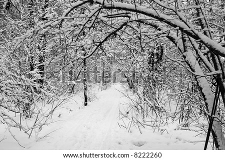 Nice winter landscape in a forest