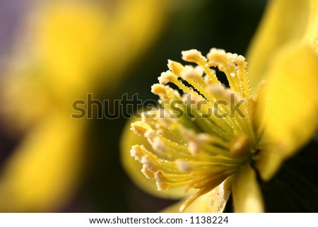 closeup picture of a wet yellow flower