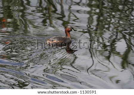 Duckling with ripples and reflection on water