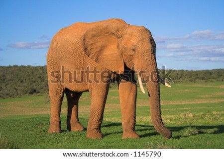 Elephant Bull on the African plains, 45 degree profile