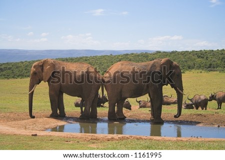 Two African Elephants standing back to back