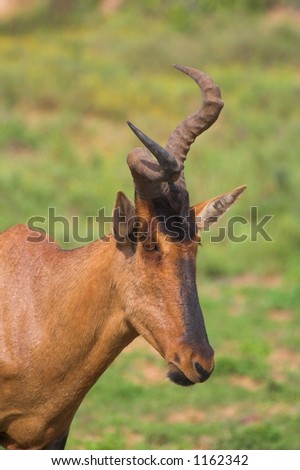 Red Hartebeest with crooked horns due to a genetic defect