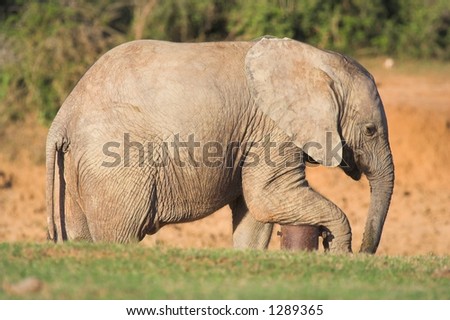 African Elephant resting it\'s leg on a water pipe