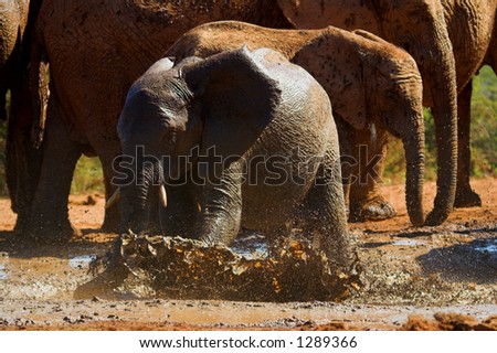Baby Elephant Splashing around in the mud