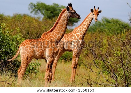 Giraffe in the African Bush