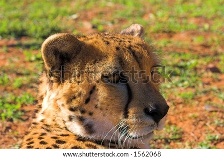 Cheetah Head close up
