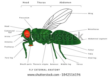 Morphology of a fly (lateral view). Insect - a realistic fly, fly silhouette. Diagram showing parts of fly. Stock fotó © 