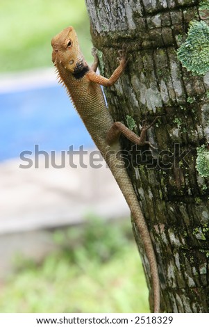 Tree Climbing Wood Lizard Going Up Coconut Tree