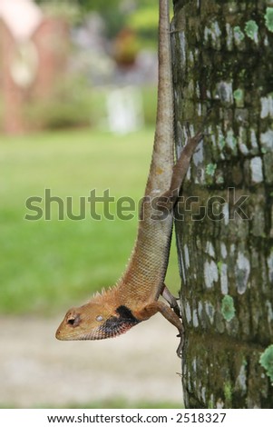 Tree Climbing Wood Lizard Executing Vertical Yoga Stance