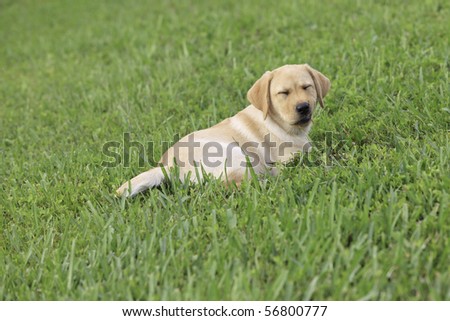 Yellow Labrador Puppy on green grass lawn