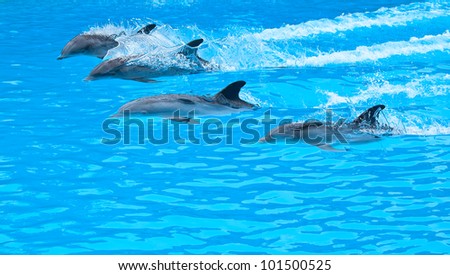 five bottle nose dolphin swiming in the pool