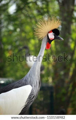 Grey Crowned Crane on blured background