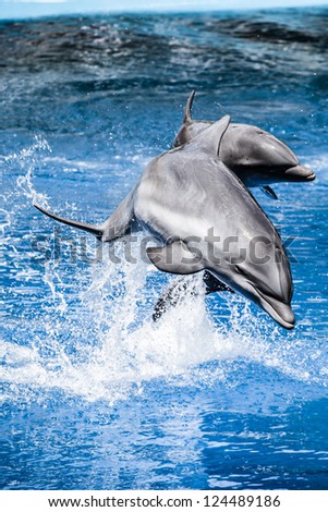 Dolphins swim in the pool ( HDR image )