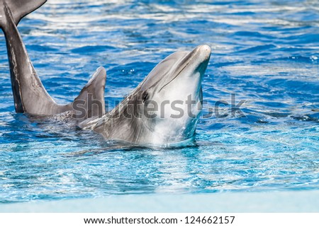 Dolphins swim in the pool ( HDR image )