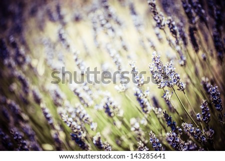Provence, typical lavender landscape. Lavender field. France