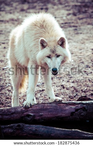Arctic white wolf