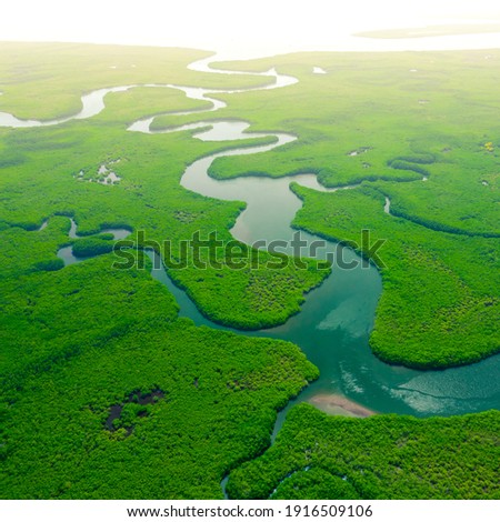 Aerial View of Green Mangrove Forest. Nature Landscape. Amazon River. Amazon Rainforest. South America.