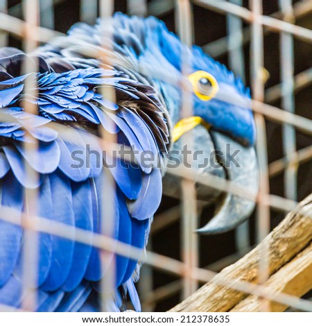 Blue Hyacinth macaw parrot in zoo.