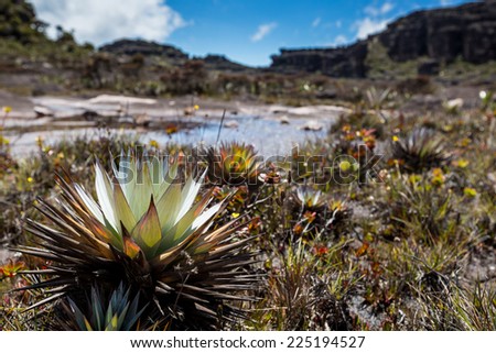A very rare endemic plants on the plateau of Roraima - Venezuela