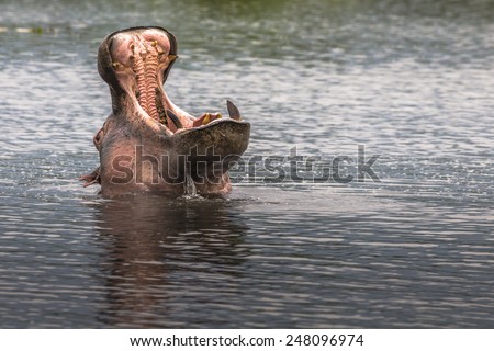 Hippopotamus in Ngorongoro Crater, Nature Reserve in Tanzania, East Africa