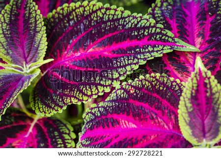 Close up of Coleus leaves (Painted nettle,Flame nettle )