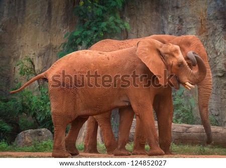 couple of african elephant