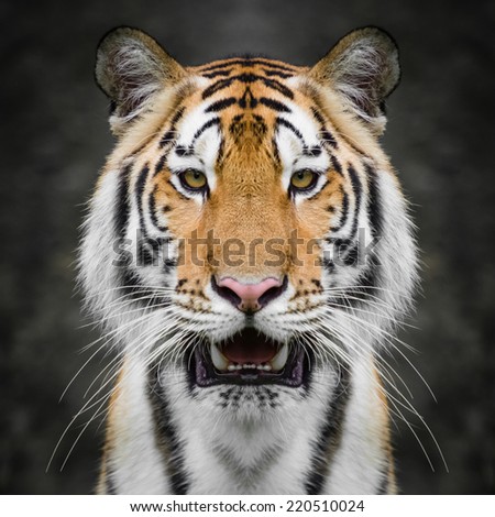Tiger face close up
