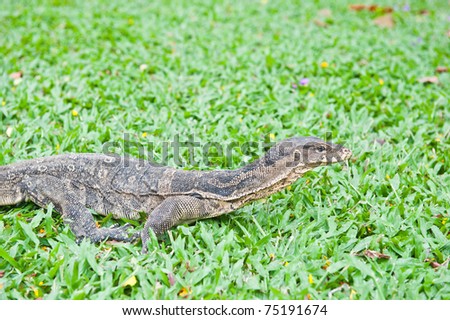 a banded monitor lizard on grass (varanus salvator)