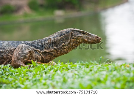 portrait of a banded monitor lizard (varanus salvator)