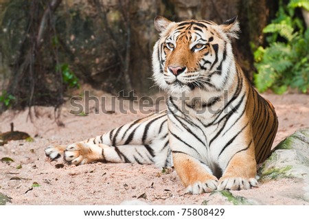 Beautiful tiger sitting