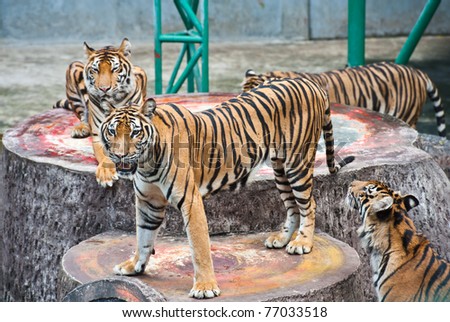 A group of tigers